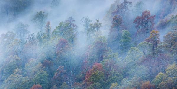 Photographic Workshop - Autumn foliage