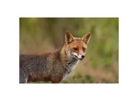 XF 400mm f4.5 R LM OIS WR - Fujifilm