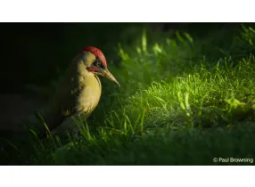 ILCE-7M5 ALPHA A7 V A75 - Sony