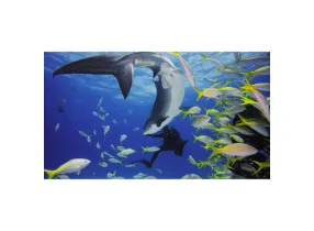 Dive Housing Hero11Mini - GoPro
